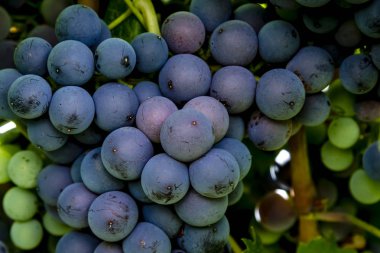 Şaraplık üzüm bağıyla asılı