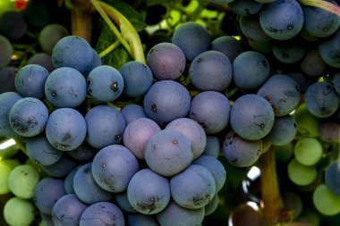 Şaraplık üzüm bağıyla asılı