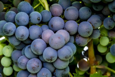 Şaraplık üzüm bağıyla asılı