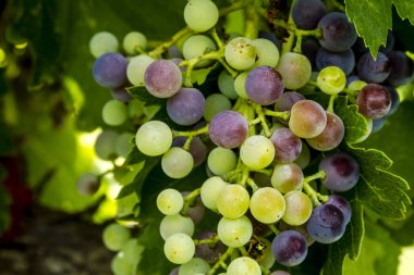 Şaraplık üzüm bağıyla asılı