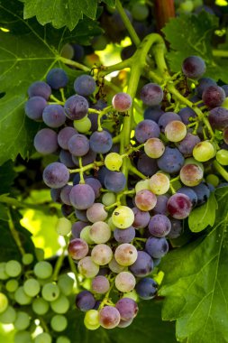 Şaraplık üzüm bağıyla asılı