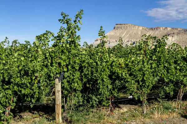 Wine Vineyards in Colorado River Valley — Stock Photo, Image