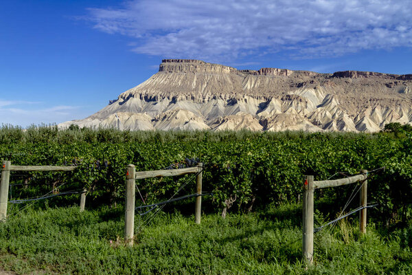 Виноградники Колорадо-Ривер-Валли

