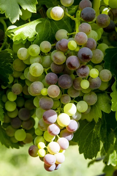Wijndruiven opknoping in de wijngaard — Stockfoto