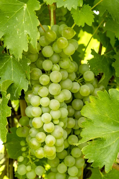 Wine grapes hanging in vineyard — Stock Photo, Image