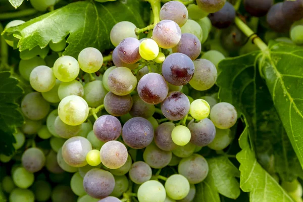 Şaraplık üzüm bağıyla asılı