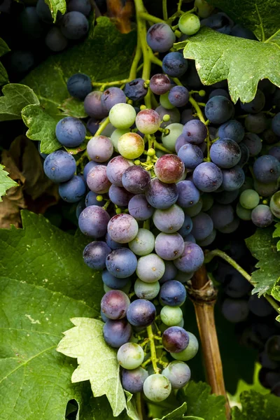 Wijndruiven opknoping in de wijngaard — Stockfoto