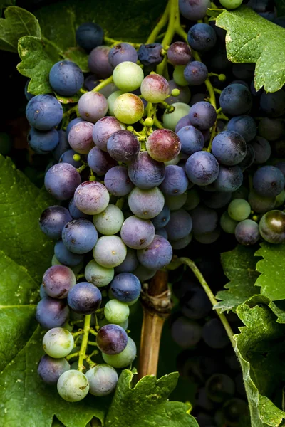 Uvas de vinho penduradas na vinha — Fotografia de Stock