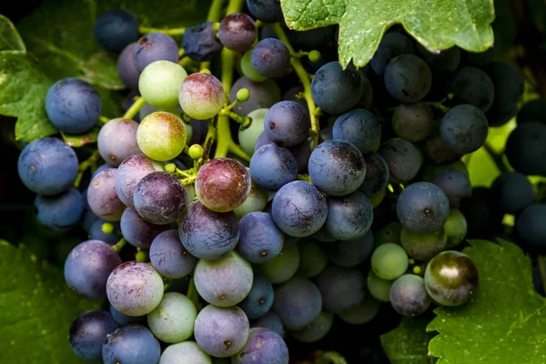 Wine grapes hanging in vineyard — Stock Photo, Image