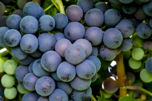 Şaraplık üzüm bağıyla asılı