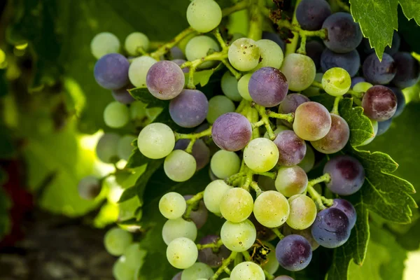 Şaraplık üzüm bağıyla asılı