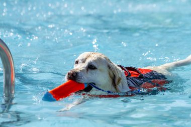 Yüzme havuzunda oynayan köpekler