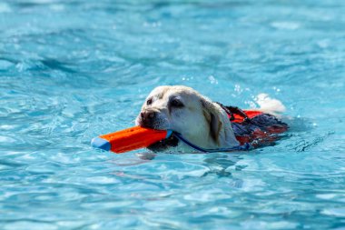 Yüzme havuzunda oynayan köpekler