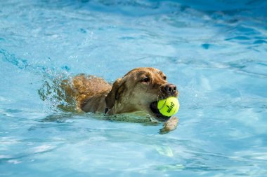 Yüzme havuzunda oynayan köpekler