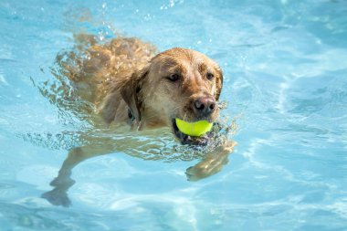 Yüzme havuzunda oynayan köpekler