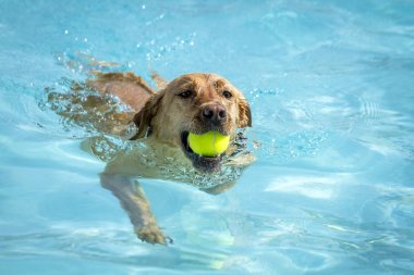 Yüzme havuzunda oynayan köpekler