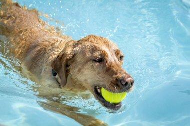 Yüzme havuzunda oynayan köpekler