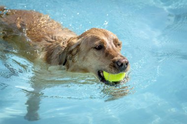 Yüzme havuzunda oynayan köpekler