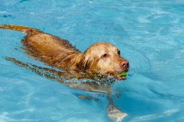 Yüzme havuzunda oynayan köpekler