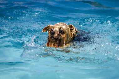 Yüzme havuzunda oynayan köpekler