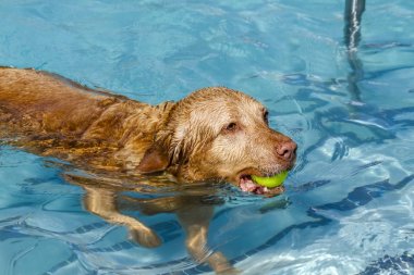 Yüzme havuzunda oynayan köpekler