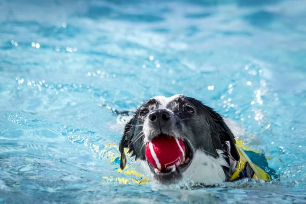 Hundar som leker i poolen — Stockfoto