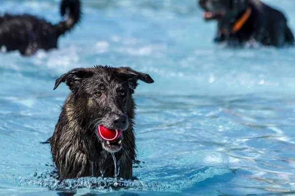 Chiens jouant dans la piscine — Photo