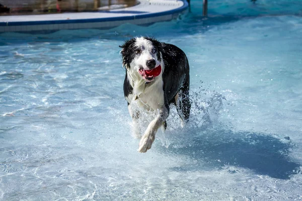 Dogs playing in swimming pool — Stock Photo, Image