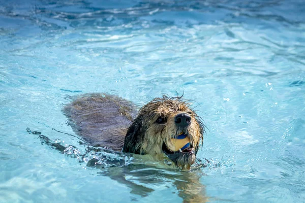 在游泳池里玩的狗 — 图库照片