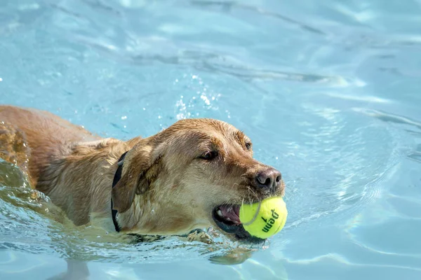 Собаки играют в бассейне — стоковое фото