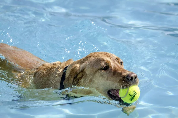 Dogs playing in swimming pool — Stock Photo, Image