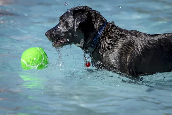 Chiens jouant dans la piscine — Photo