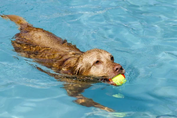 Yüzme havuzunda oynayan köpekler — Stok fotoğraf