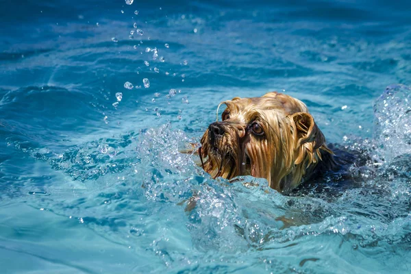 Hundar som leker i poolen — Stockfoto