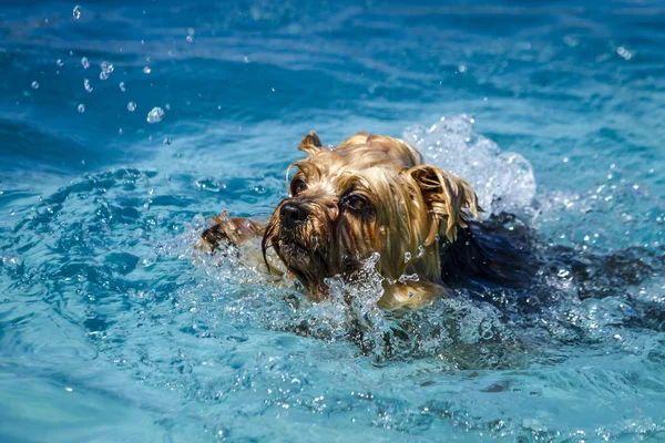 Psi v bazénu — Stock fotografie