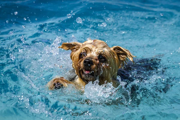 Psy w basenie — Zdjęcie stockowe