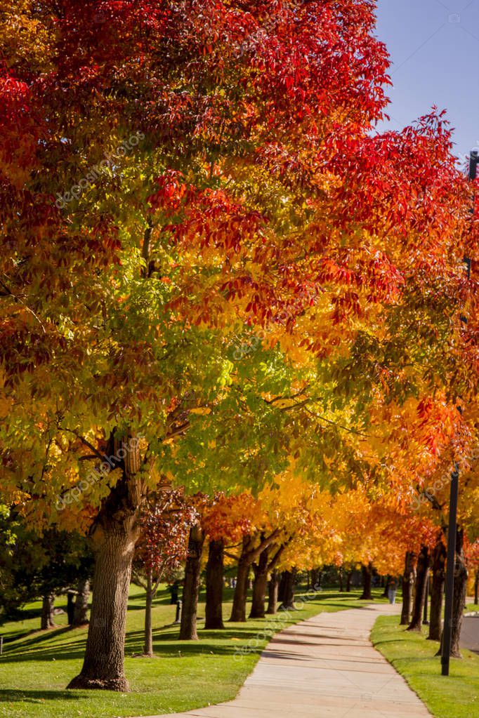 Fall Colors in Denver Colorado Tech Center — Stock Photo © TeriVirbickis 169456476