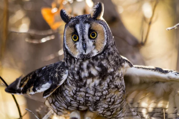Long-eared Owl in fall forest setting — Stock Photo, Image