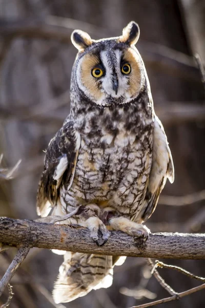 Long-eared Owl in fall forest setting — Stock Photo, Image