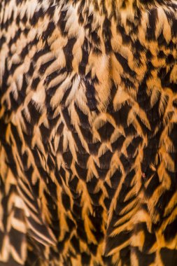 Immature Peregrine Falcon feathers clipart