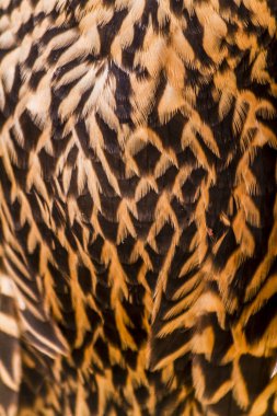 Olgunlaşmamış Peregrine Falcon tüyler