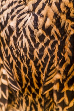 Olgunlaşmamış Peregrine Falcon tüyler
