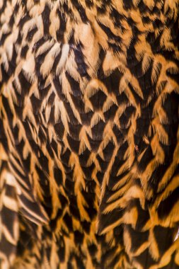 Olgunlaşmamış Peregrine Falcon tüyler