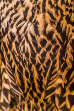 Olgunlaşmamış Peregrine Falcon tüyler