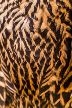 Olgunlaşmamış Peregrine Falcon tüyler