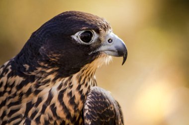 Olgunlaşmamış Peregrine Falcon ağaç kütüğü üzerinde oturan