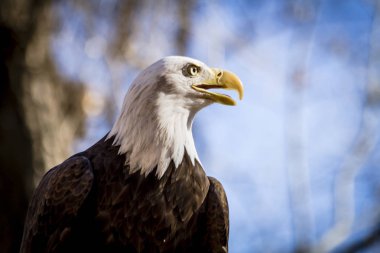 Amerikan kel kartal ağacında