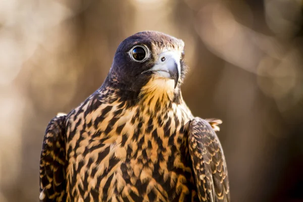 Unreifer Wanderfalke sitzt auf Baumstumpf — Stockfoto