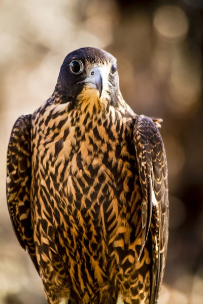 Immature Peregrine Falcon sitting on tree stump — Stock Photo, Image