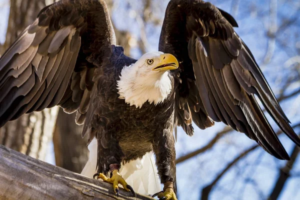 ツリーでアメリカの白頭鷲 — ストック写真